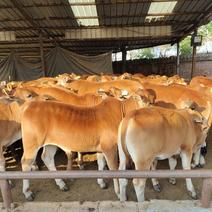 【推荐】牛犊黄牛犊，吨牛犊，繁殖牛犊，育肥牛犊包成活技术