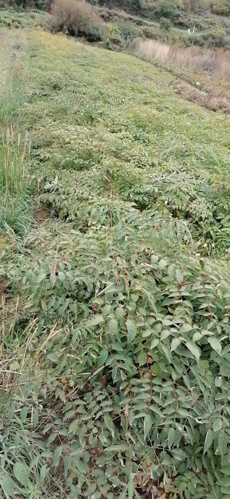 刺嫩芽（乌龙头）苗两年至三年生