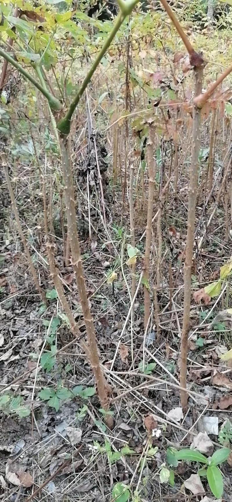 刺嫩芽（乌龙头）苗两年至三年生