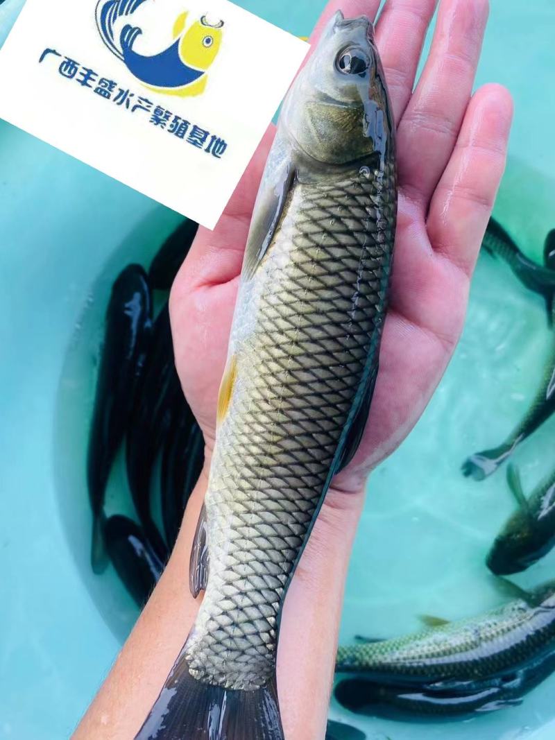 草鱼苗，长期现货，鱼场直供，规格均匀。线上交易有保障。