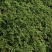 驱蚊草穴盘苗夏季驱蚊虫庭院阳台净化美化空气