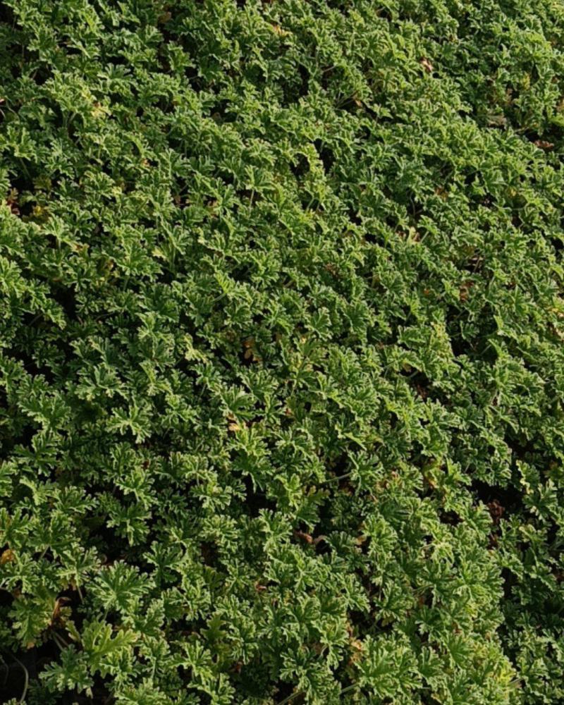驱蚊草穴盘苗夏季驱蚊虫庭院阳台净化美化空气