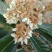 蜂蜜，中华土蜂蜜，枇杷蜜，大量现货，。。。。。。。。。。