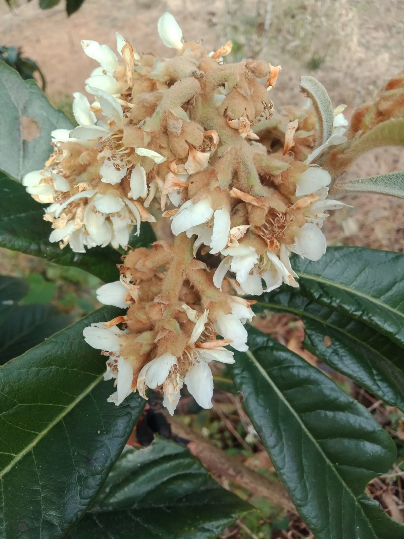 蜂蜜，中华土蜂蜜，枇杷蜜，大量现货，。。。。。。。。。。