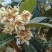 蜂蜜，中华土蜂蜜，枇杷蜜，大量现货，。。。。。。。。。。