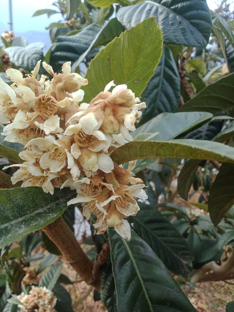 蜂蜜，中华土蜂蜜，枇杷蜜，大量现货，。。。。。。。。。。