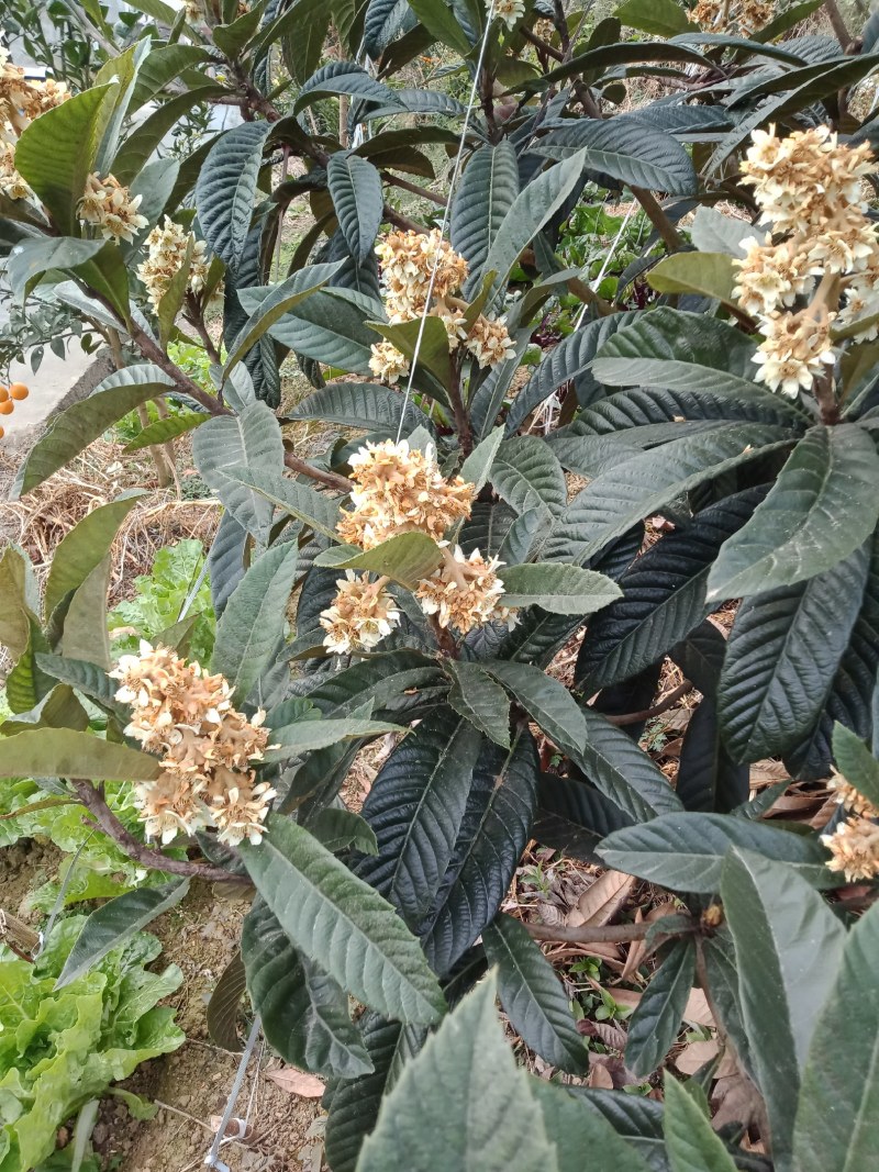 蜂蜜，中华土蜂蜜，枇杷蜜，大量现货，。。。。。。。。。。
