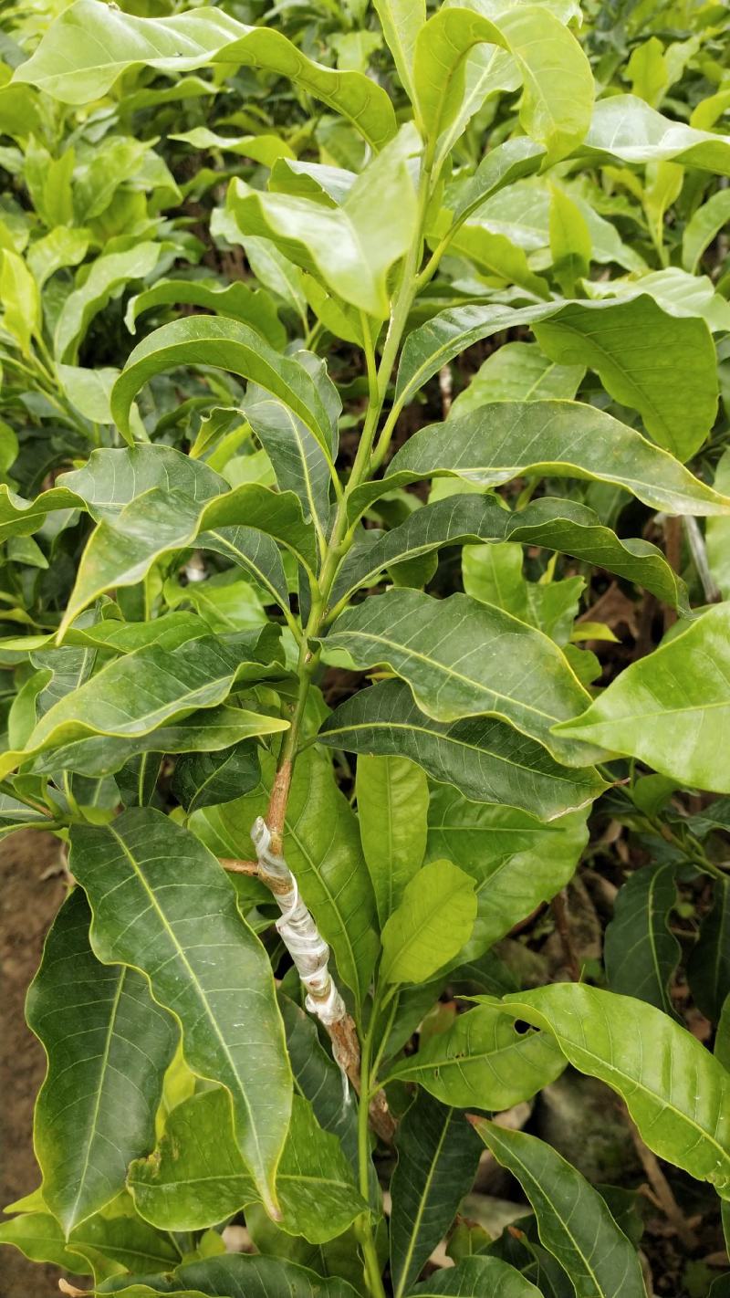 四季黄晶果苗，冬蜜黄晶果。白金黄晶果嫁接苗果树苗木
