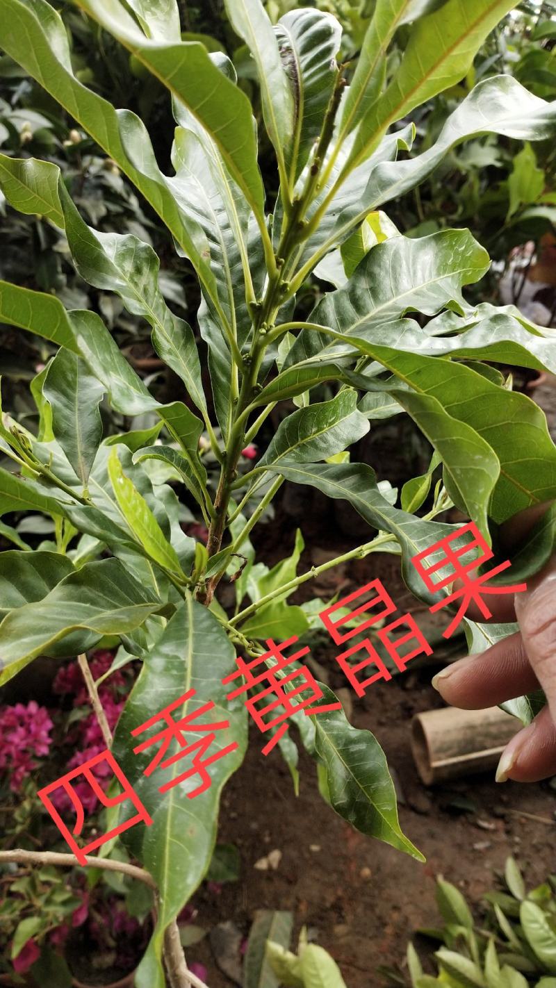 四季黄晶果苗，冬蜜黄晶果。白金黄晶果嫁接苗果树苗木