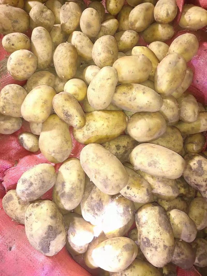 河北内蒙土豆，品种齐全，质量优良，代发全国，价格优惠