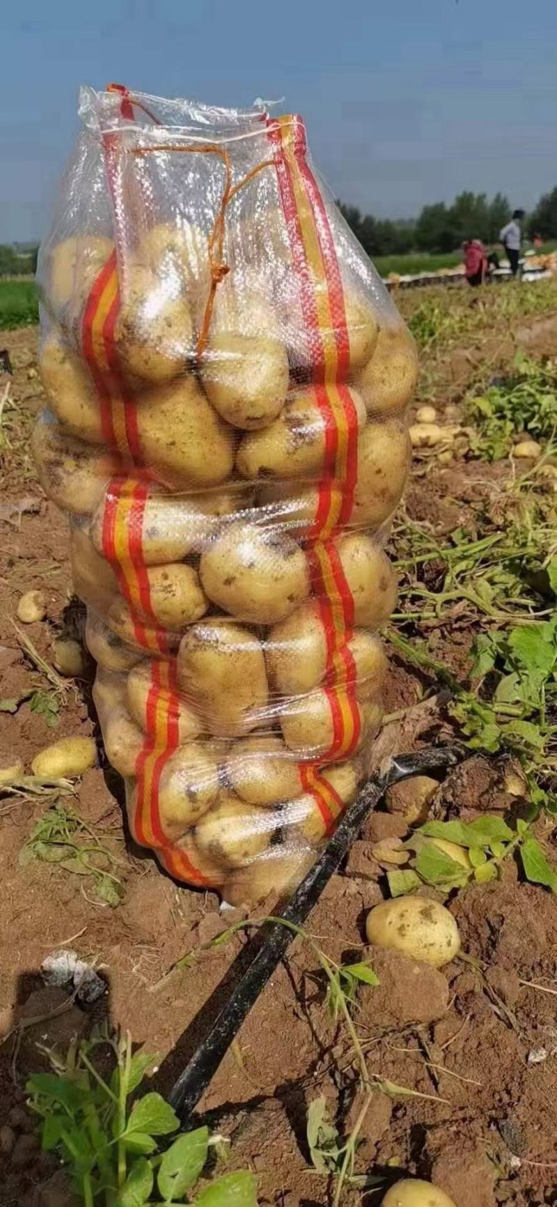 河北内蒙土豆，品种齐全，质量优良，代发全国，价格优惠