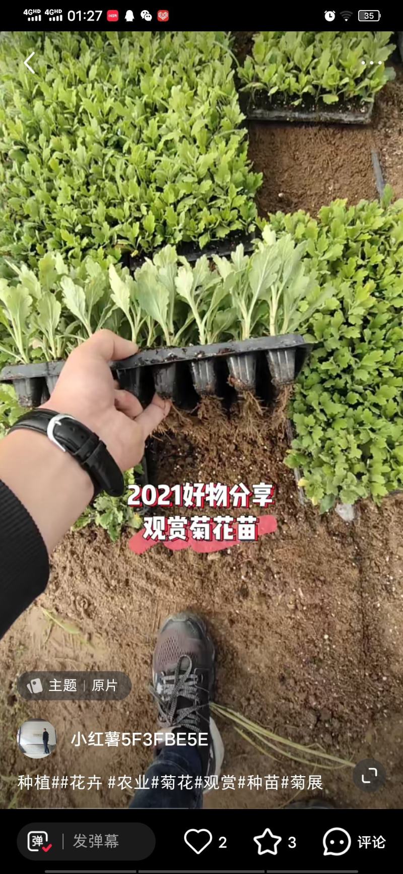 菊花苗品种菊花大花品种多
