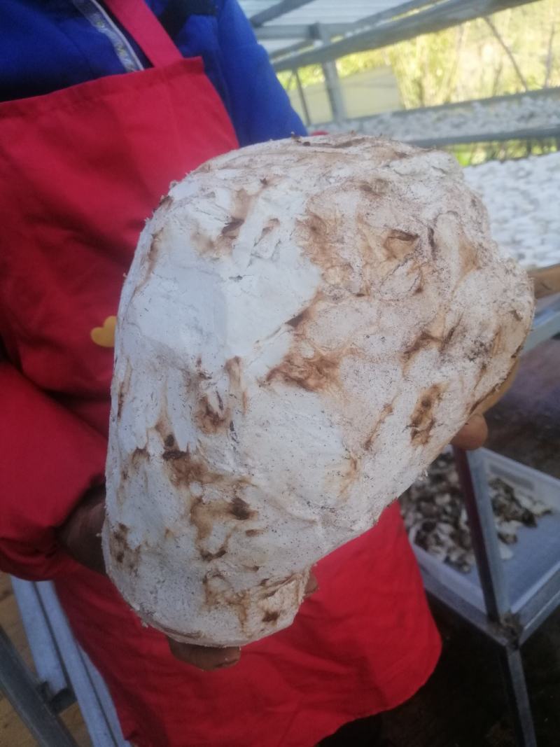 云南高山茯苓机选白茯苓机器切块块形3x3CM大颗散装袋装