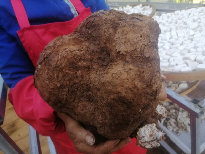 云南高山茯苓机选白茯苓机器切块块形3x3CM大颗散装袋装