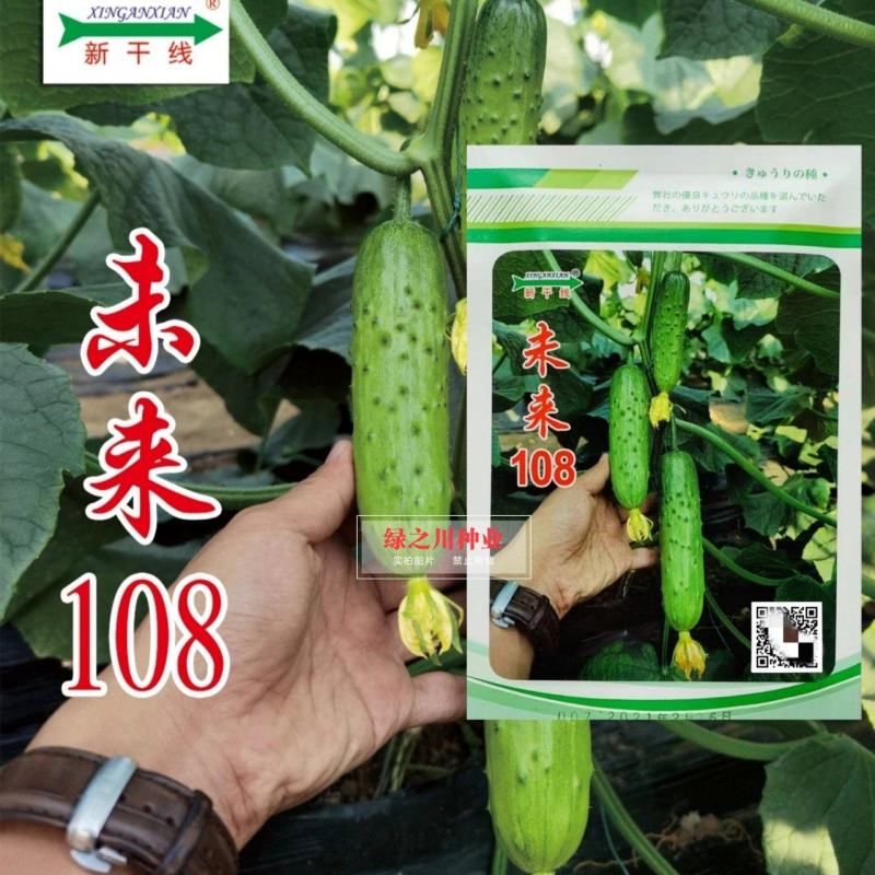 全雌水果黄瓜种子未来108翠绿油亮口感佳耐病毒适合各茬口