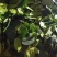 【柠檬叶香水柠檬叶】大量供应，基地直供，新鲜现摘现发