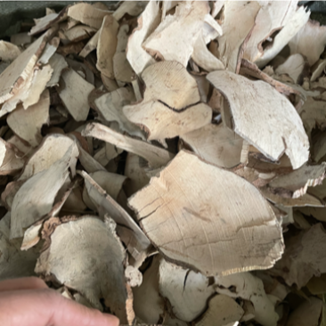 岗梅根天星木根根部阳枝都有货量大包邮