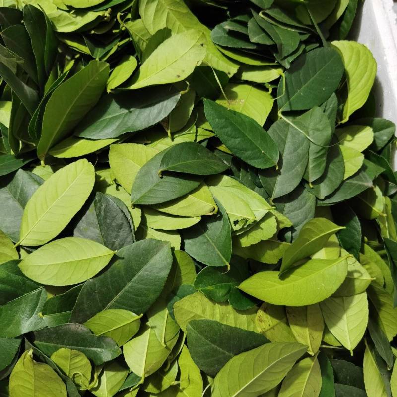 【柠檬叶香水柠檬叶】大量供应，基地直供，新鲜现摘现发