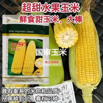 北京四海金冠597鲜食甜玉米种子超甜水果玉米种子国审玉
