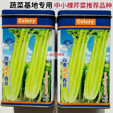 基地四季速生西芹种子航天芹菜种子特嫩实心芹菜种籽耐抽苔