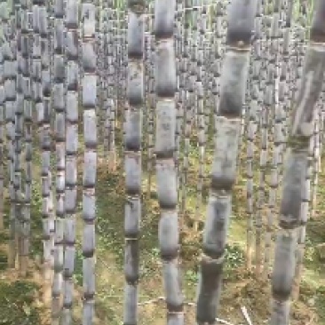 贞丰甘蔗