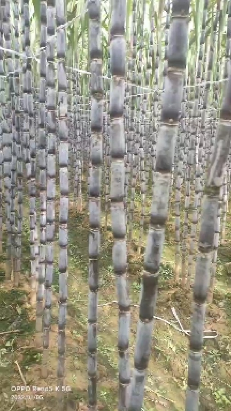 贞丰甘蔗