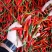 博白县指天椒，朝天椒定点代收、代发长期专业代办供应