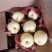 【新年钜惠】山西运城酥梨精品贡梨大量供应品质保证可视频看货