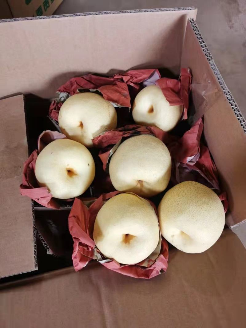 【新年钜惠】山西运城酥梨精品贡梨大量供应品质保证可视频看货