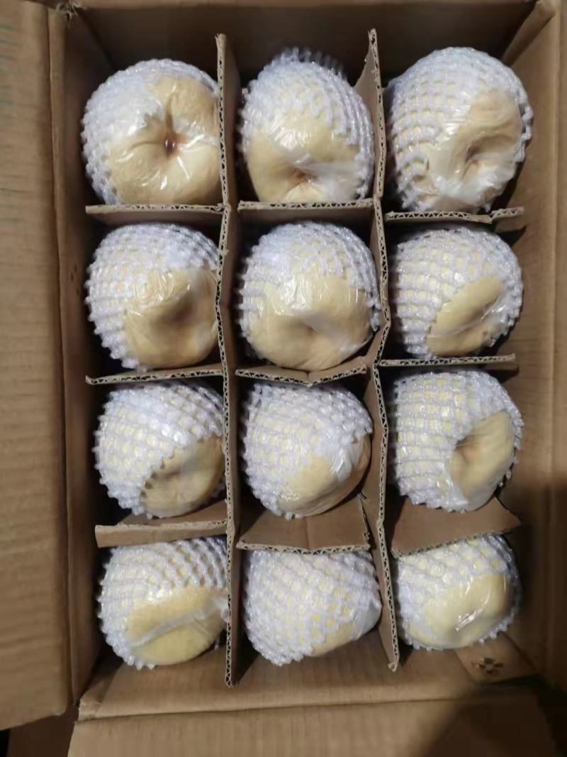 【新年钜惠】山西运城酥梨精品贡梨大量供应品质保证可视频看货