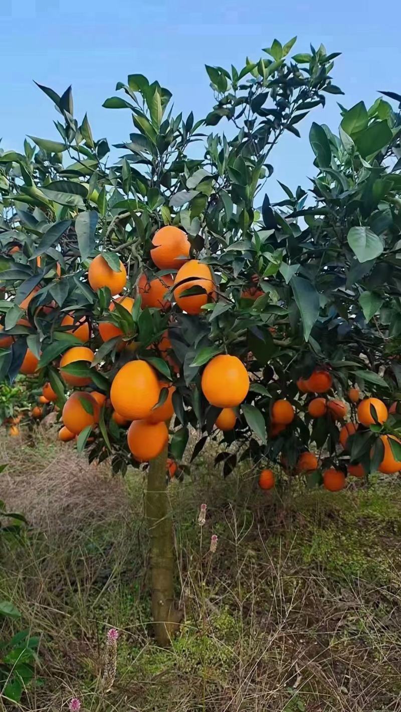 奉节脐橙（产地主推）一树果