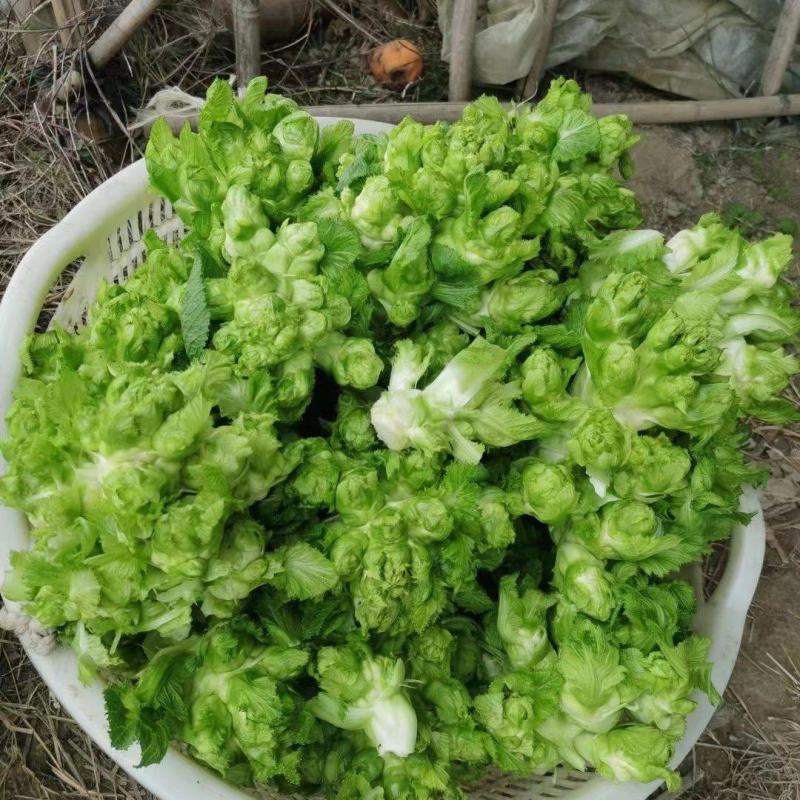 基地新鲜儿菜，欢迎各位老板选购，你需要什么样的都有