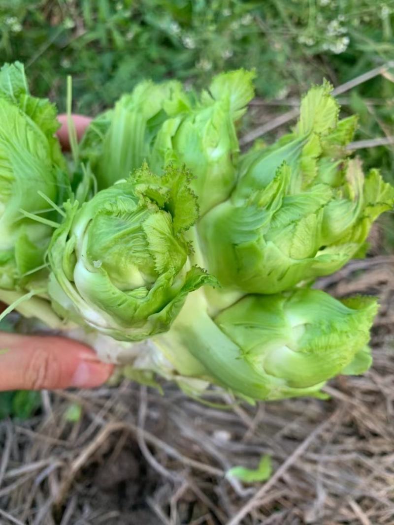 基地新鲜儿菜，欢迎各位老板选购，你需要什么样的都有