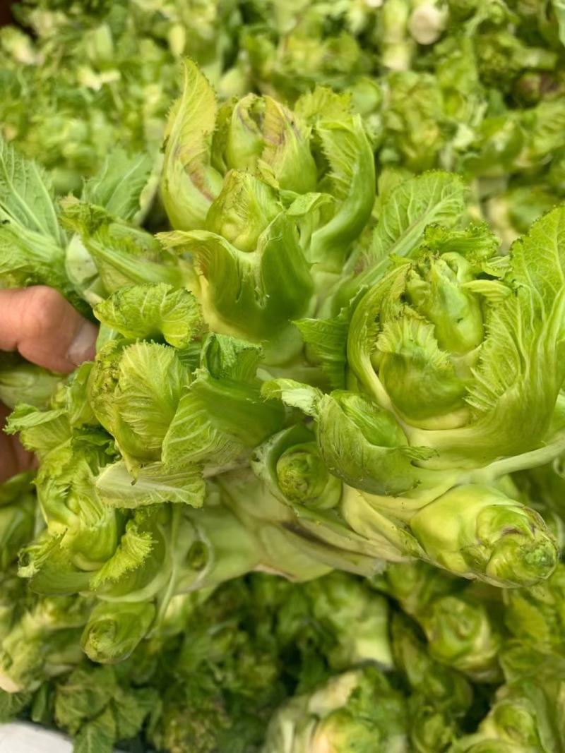 基地新鲜儿菜，欢迎各位老板选购，你需要什么样的都有