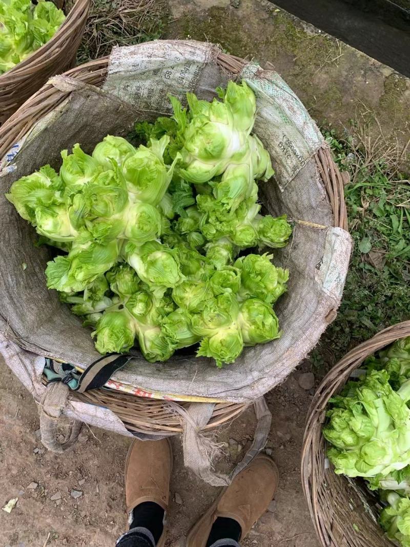 基地新鲜儿菜，欢迎各位老板选购，你需要什么样的都有