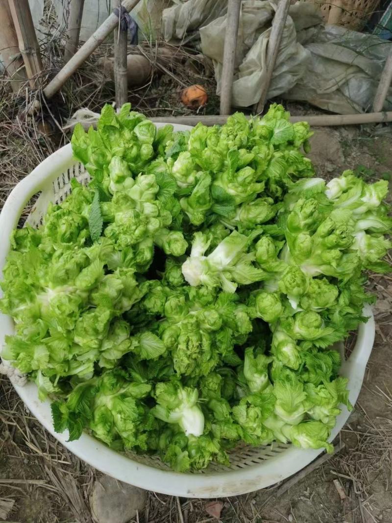 基地新鲜儿菜，欢迎各位老板选购，你需要什么样的都有