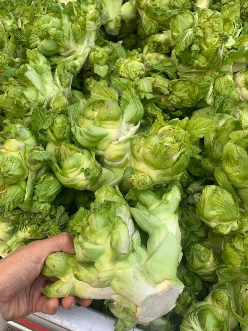 基地新鲜儿菜，欢迎各位老板选购，你需要什么样的都有