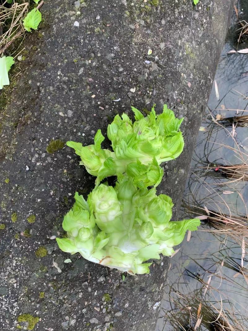基地新鲜儿菜，欢迎各位老板选购，你需要什么样的都有