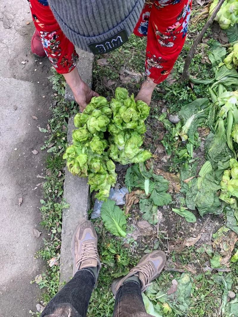 基地新鲜儿菜，欢迎各位老板选购，你需要什么样的都有
