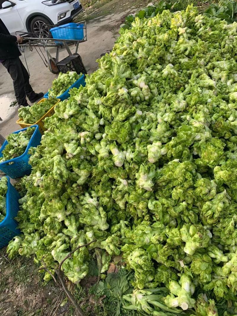 基地新鲜儿菜，欢迎各位老板选购，你需要什么样的都有
