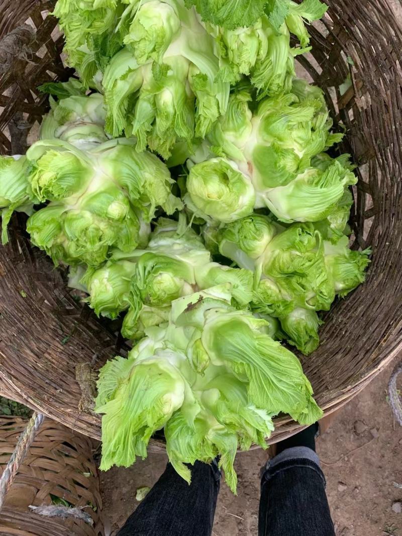 基地新鲜儿菜，欢迎各位老板选购，你需要什么样的都有