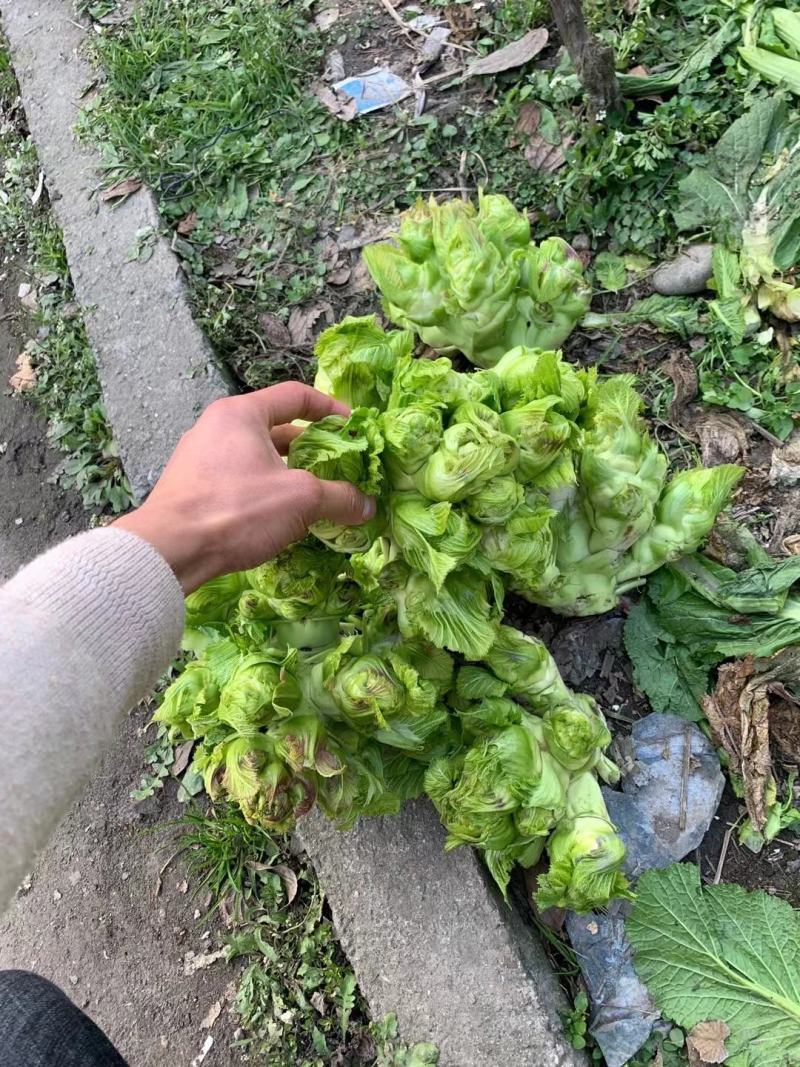 基地新鲜儿菜，欢迎各位老板选购，你需要什么样的都有