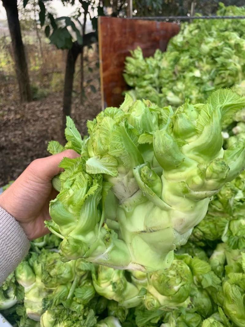基地新鲜儿菜，欢迎各位老板选购，你需要什么样的都有