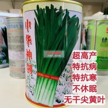 平龙中华神剑韭菜种子特抗寒抗病高产无干尖不休眠韭菜种籽