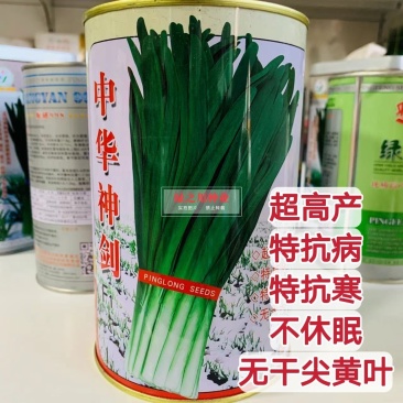 平龙中华神剑韭菜种子特抗寒抗病高产无干尖不休眠韭菜种籽