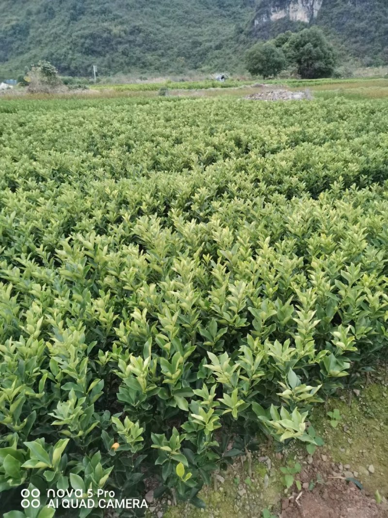 [脆蜜金秸杯苗]，地苗品种保证可签合同销售