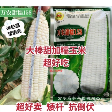 万农甜糯白甜加糯玉米种子矮杆特糯甜鲜食玉米种子特大棒