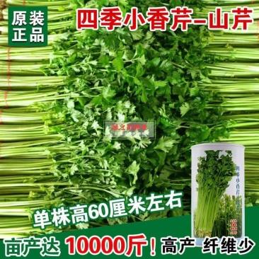 速生四季黄嫩小香芹种子纤维少商品性好抗寒耐热芹菜厂家直销