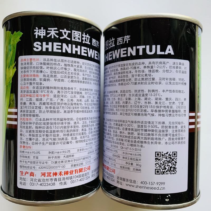 神禾文图拉西芹种子国外引进原种芹菜种籽叶柄实心颜色黄绿