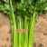 神禾文图拉西芹种子国外引进原种芹菜种籽叶柄实心颜色黄绿